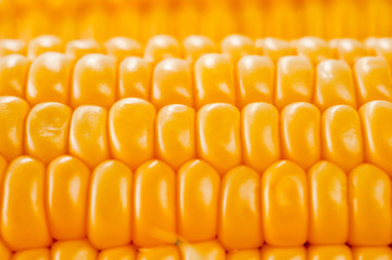 Corn bright juicy vegetarian shot over white background