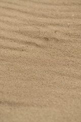 sand texture, stone, sea shell
