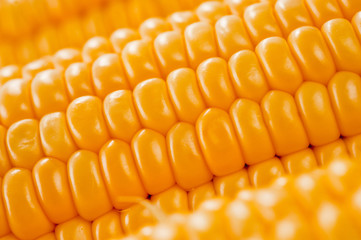 Corn bright juicy vegetarian shot over white background