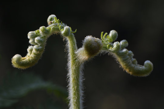 Ferns budding close up