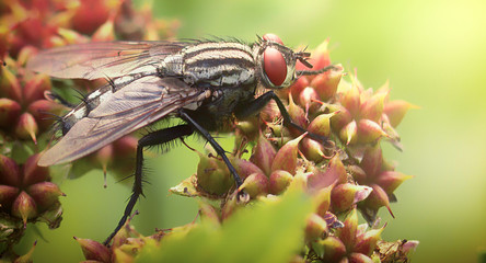 A fly on a branch of a plant, Close up.
