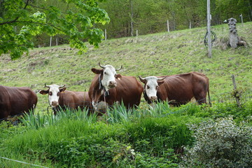Fototapeta na wymiar Vaches en alpage