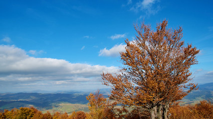 Panorama of tree with yellow leaves and amazing clouds in Carpathian mountains in the autumn. Mountains landscape background. Nature beauty