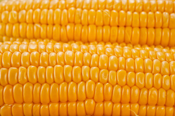 Corn bright juicy vegetarian shot over white background