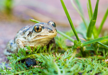 eine junge Knoblauchkröte ( Pelobates fuscus )