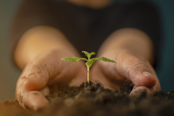 Hand gently holding rich soil for his marijuana plants