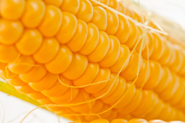 Corn bright juicy vegetarian shot over white background