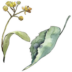 Green linden leaf. Leaf plant botanical garden floral foliage. Isolated illustration element.  Aquarelle leaf for background, texture, wrapper pattern, frame or border.