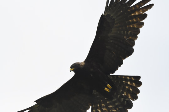 Black eagle flying
