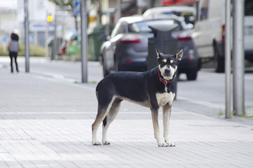 perro callejero