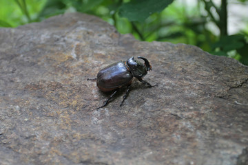 Lucanus cervus is the best-known species of stag beetle (family Lucanidae) in Western Europe