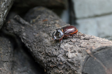 Lucanus cervus is the best-known species of stag beetle (family Lucanidae) in Western Europe
