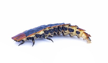giant firefly isolated on white background