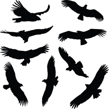 Silhouette illustrations of South American Condors in flight.