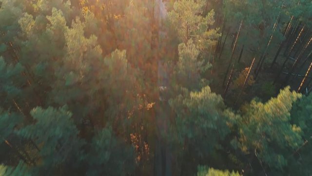 Aerial view of car rides in coniferous forest.
