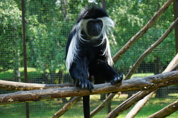 Gereza angolańska. Małpka w Czeskim ZOO