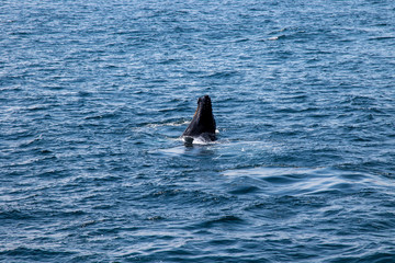 Calf Whale spying