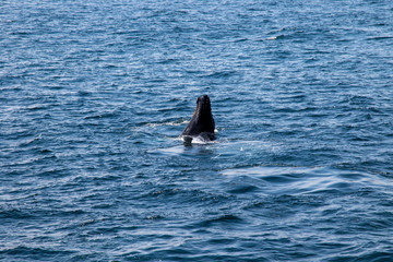 Naklejka premium Calf Whale spying