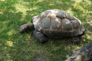 Żółw jedzący trawę w czeskim zoo - obrazy, fototapety, plakaty