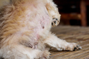 Dermatitis in dog, skin laminate and dog hair fallen.