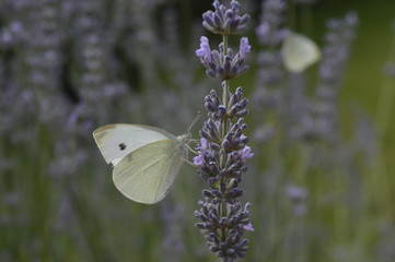 Wandern Niederrhein Wandern Grefrath-Oedt, Schmetterling und Lavendel