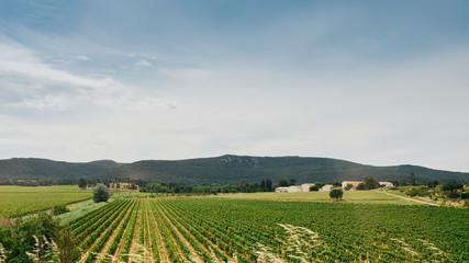 Fototapeta na wymiar Vineyards in Provence in the South of France