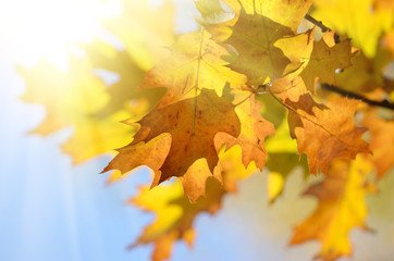 Yellow and Red maple leaves during fall season against sunny blue sky