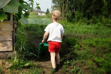 kid with wheellbarrow in the garden