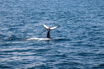 Fototapeta na wymiar Calf Whale Tail