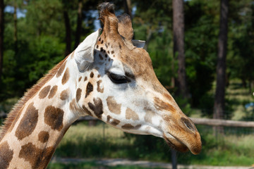 girafes