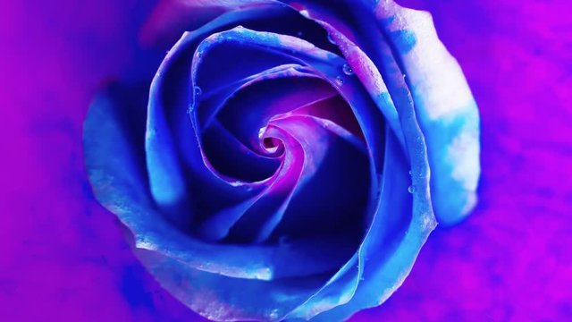 Top view of a beautiful rose in spreading paint. Close-up