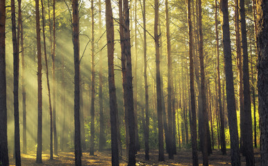 Beautiful morning scene, sun rays break through the branches of trees.