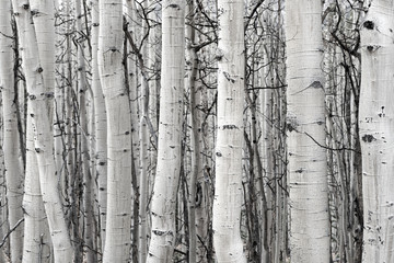 Black and White Aspen Trunks