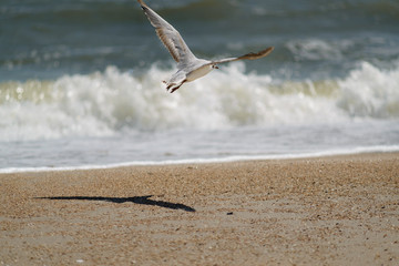 Seagull on the background of the sea shore