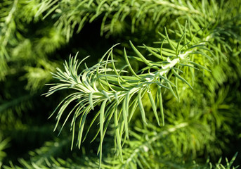 Tannenzweige in der Sonne, Hintergrund Weihnachten, Textur