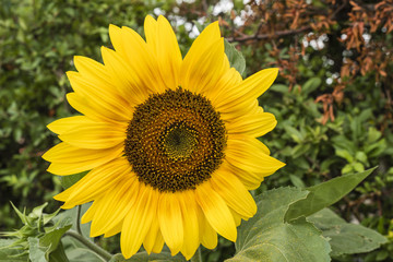 Naklejka premium Große gelbe Sonnenblume, große Sonnenblumenblüte, Sonneblume in einem Garten