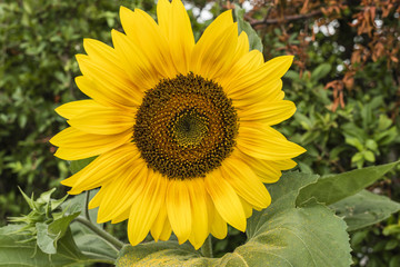 Naklejka premium Große gelbe Sonnenblume, große Sonnenblumenblüte, riesen Blüte einer Sonnenblume