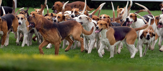 Large group of fox hounds at country show.