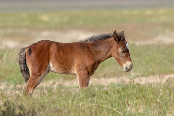 Obraz premium Śliczne źrebię dzikiego konia w lecie