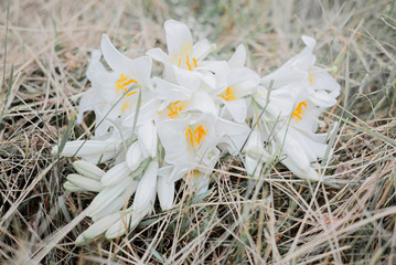 Beautiful white lillies bouquet on dry grass.