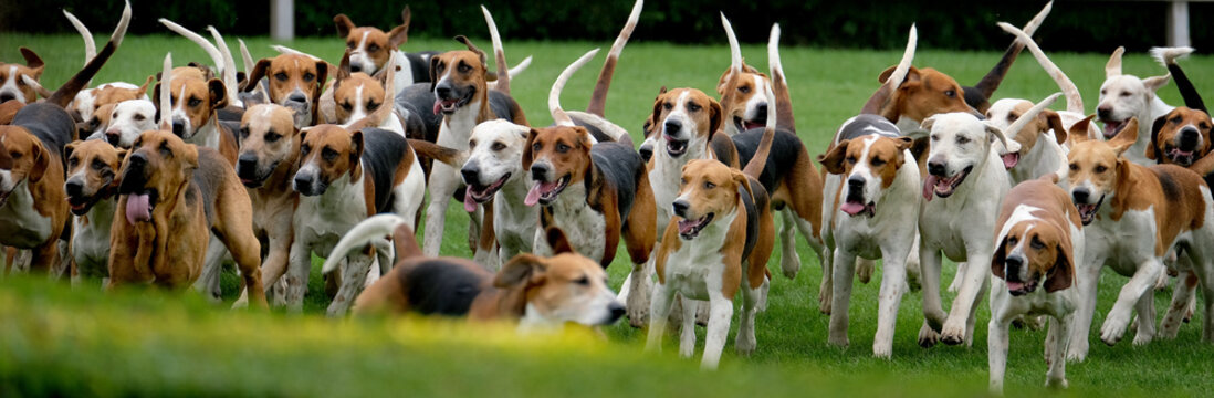 Large group of fox hounds at country show.