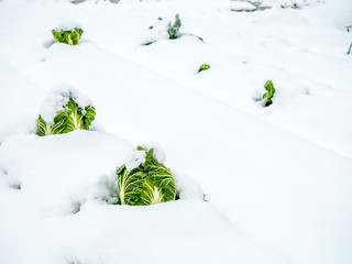 Cabbages grow over thick snow in field, early winter season in Shirakawa village, Gifu, Japan