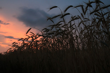 Field with ears of beautiful, mature wheat illuminated by the rays of the evening sun. It is time to clean the rich large grain crop. Heavy wheat ears bent under the weight of good grains.