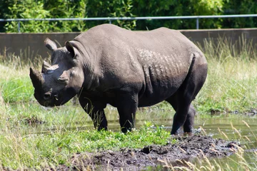 Foto op Plexiglas rhinocéros © ALF photo
