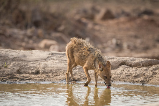 Golden Jackal, Ranthmbore Tiger Reserve