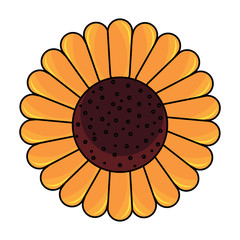 beautiful sunflower icon over white background, vector illustration