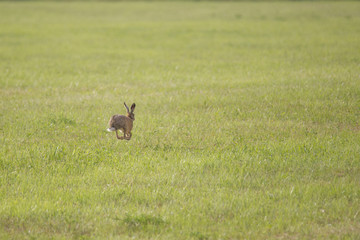 A young hare is hopping over a green mown meadow