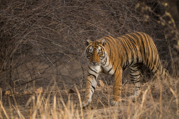 A dominant tigress on an evening at Ranthambore National Park