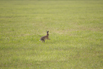 A young hare is hopping over a green mown meadow