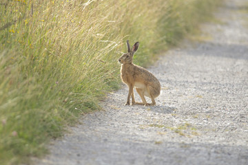 Naklejka premium A young hare hops on a gravelly field path between meadows